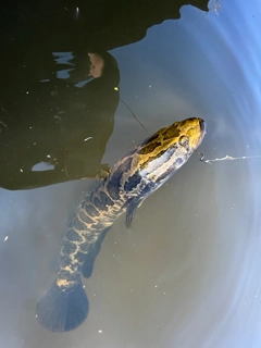 カムルチーの釣果