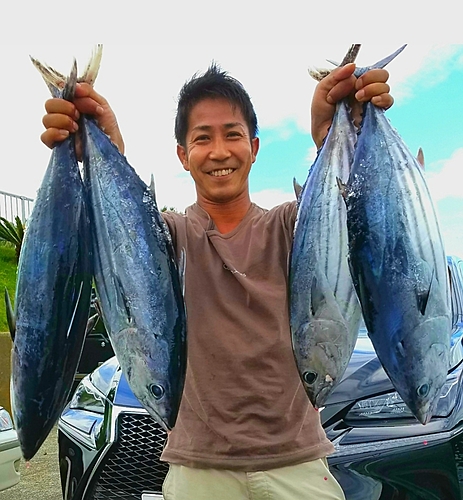 カツオの釣果