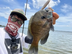 ブルーギルの釣果