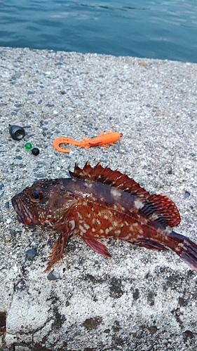 カサゴの釣果