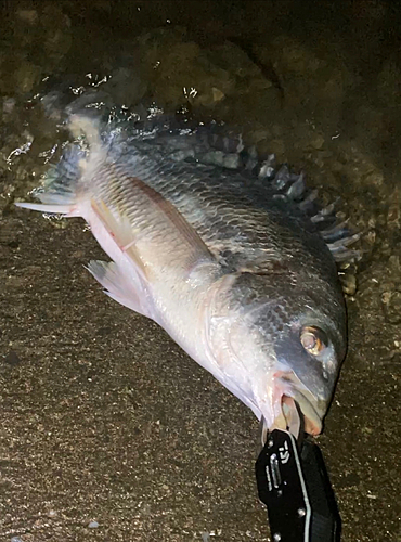 チヌの釣果