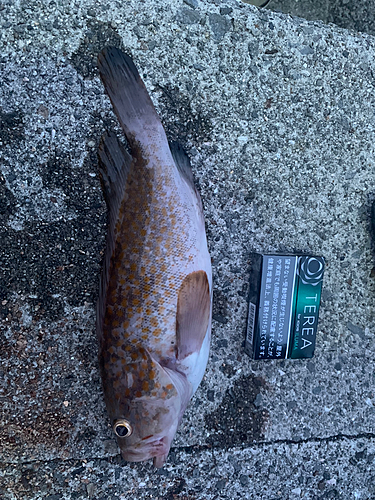 アコウの釣果