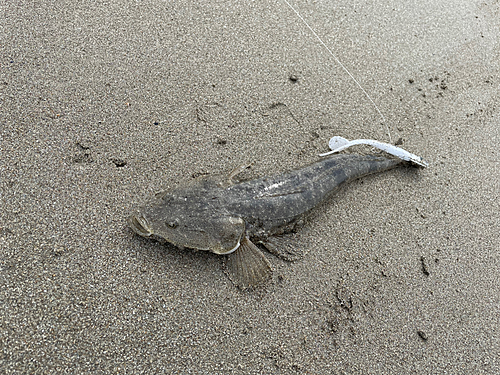 マゴチの釣果