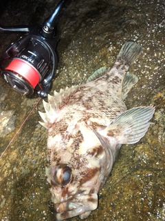 オウゴンムラソイの釣果