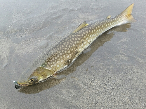 アメマスの釣果