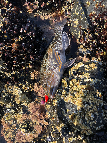 アイナメの釣果