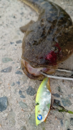 マゴチの釣果