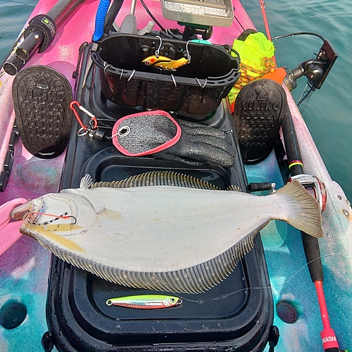 ヒラメの釣果