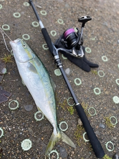 イナダの釣果