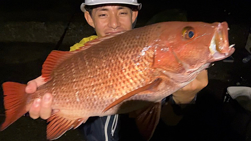 ゴマフエダイの釣果