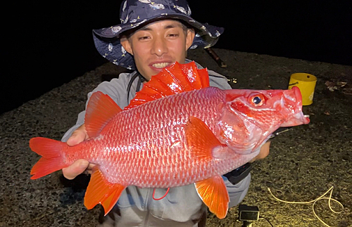 トガリエビスの釣果