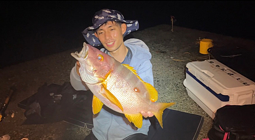 シブダイの釣果