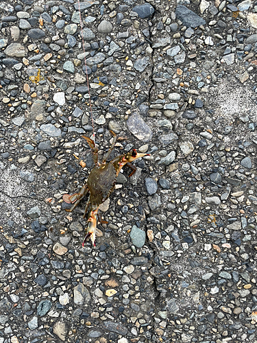 カニの釣果