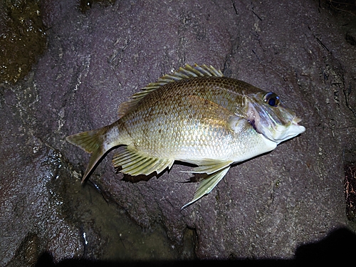 メイチダイの釣果