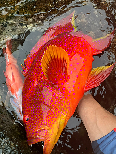 バラハタの釣果