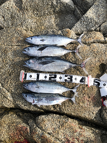 コシナガマグロの釣果