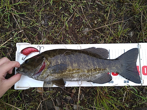 スモールマウスバスの釣果