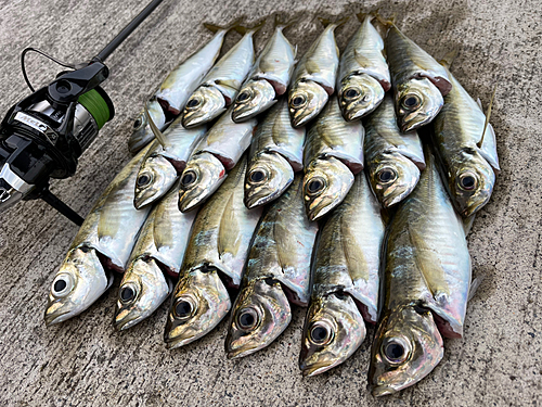 アジの釣果