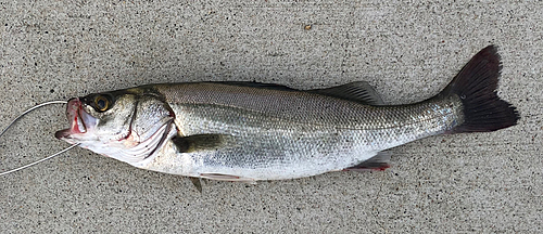 シーバスの釣果