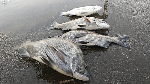 クロダイの釣果