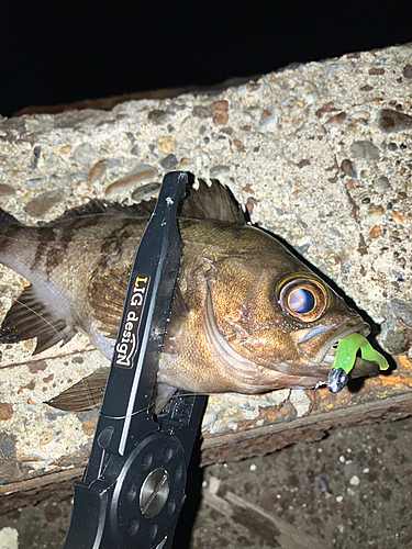 クロメバルの釣果