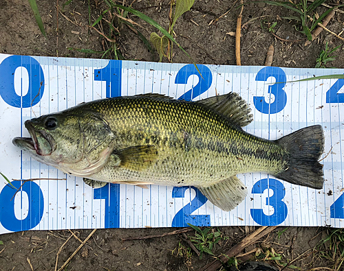 ラージマウスバスの釣果