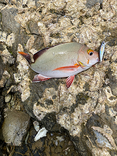 釣果