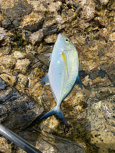 カスミアジの釣果