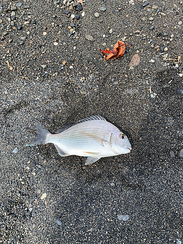 ヘダイの釣果