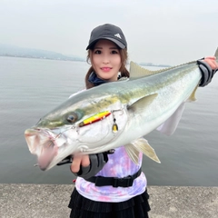 メジロの釣果