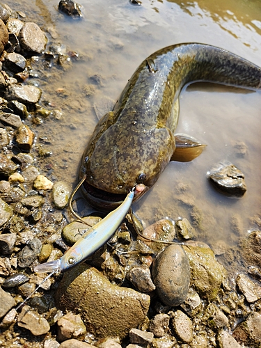 ナマズの釣果