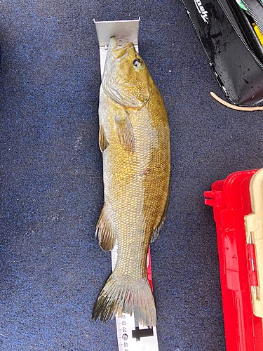 スモールマウスバスの釣果