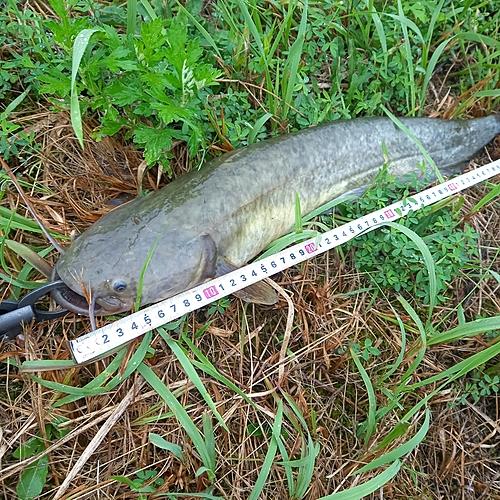 マナマズの釣果