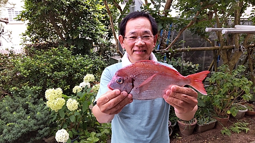 ハナダイの釣果