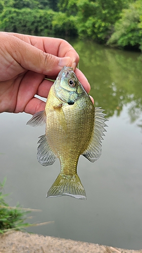 ブルーギルの釣果