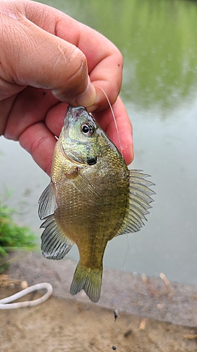 ブルーギルの釣果