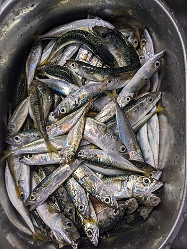 サバの釣果