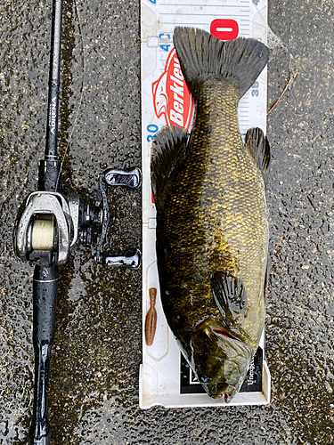 スモールマウスバスの釣果