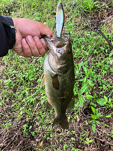 ラージマウスバスの釣果