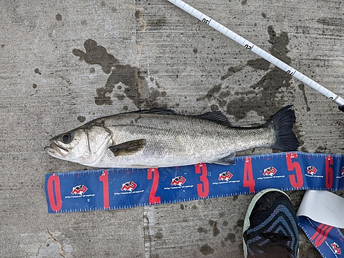 フッコ（マルスズキ）の釣果