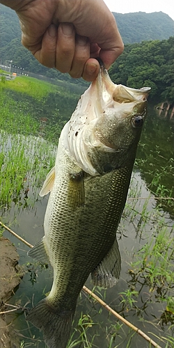 ラージマウスバスの釣果