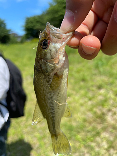 釣果