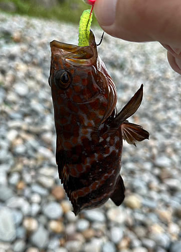 キジハタの釣果