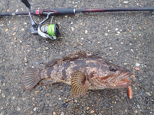 タケノコメバルの釣果