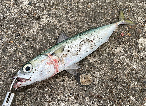 マサバの釣果