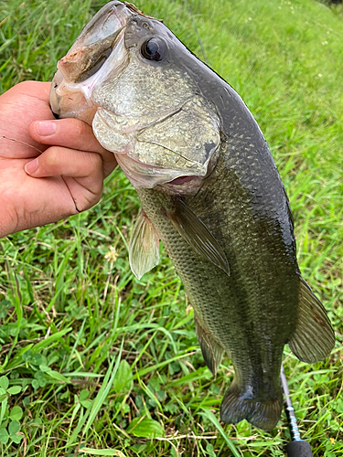 ラージマウスバスの釣果