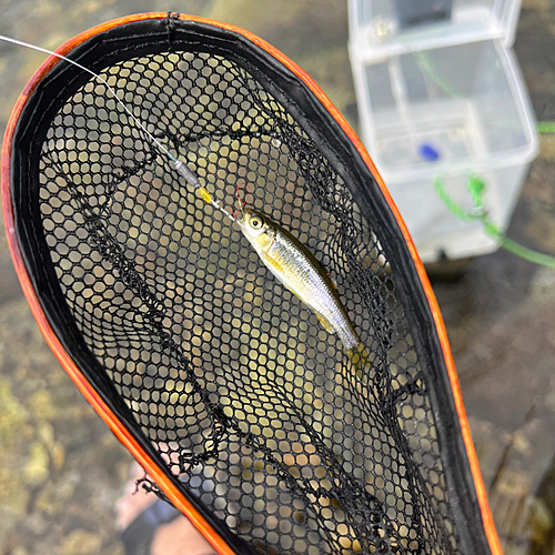 カワムツの釣果