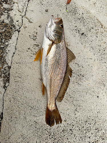 イシモチの釣果