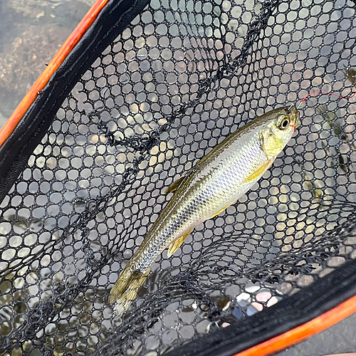 カワムツの釣果