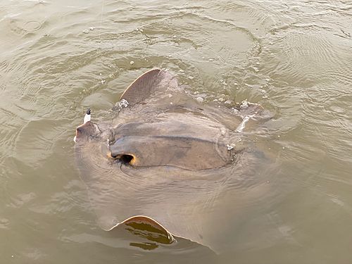 アカエイの釣果
